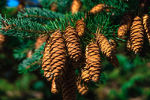 pine cones